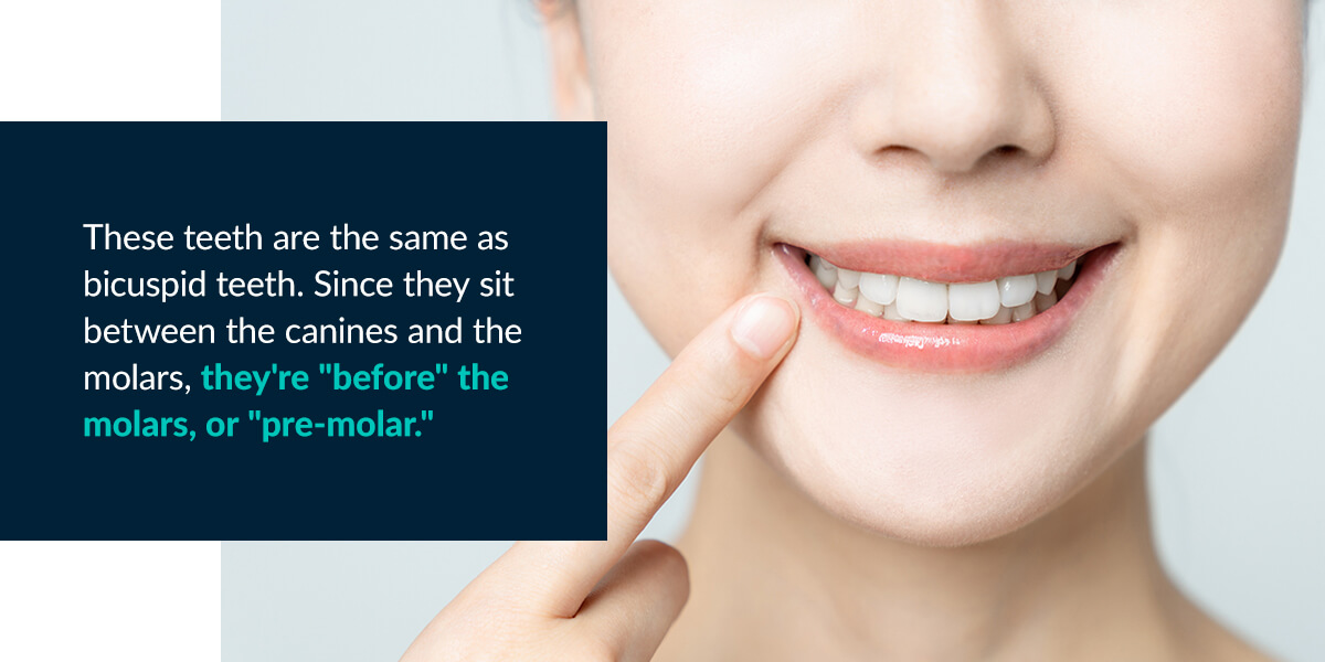 What Are Premolar Teeth?